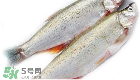 白條魚能長多大？白條魚可以長多大？