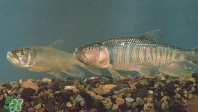馬口魚是海魚嗎？馬口魚是什么魚