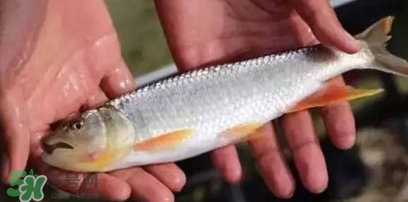 馬口魚(yú)能長(zhǎng)多大？馬口魚(yú)最大能長(zhǎng)多長(zhǎng)？