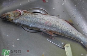 翹殼是什么魚？翹殼魚多少錢一斤2017？