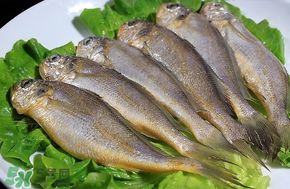 小黃魚(yú)長(zhǎng)大后會(huì)不會(huì)變成大黃魚(yú)？