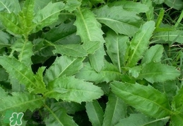 刺兒菜是蒲公英嗎？刺兒菜和蒲公英的區(qū)別