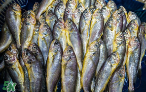 小黃魚多少錢一斤？野生小黃魚多少錢一斤？