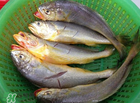 小黃魚可以養(yǎng)殖嗎？小黃魚能人工養(yǎng)殖嗎？