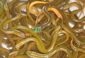 鱔魚可以養(yǎng)多久？鱔魚怎么養(yǎng)？