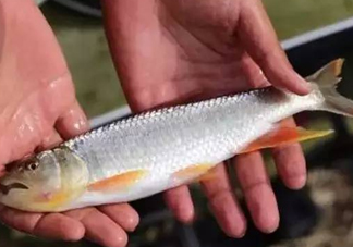 馬口魚能長(zhǎng)多大？馬口魚最大能長(zhǎng)多長(zhǎng)？
