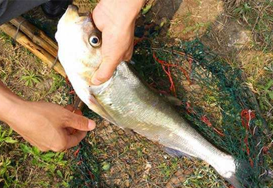 翹嘴魚是白條嗎？翹嘴魚和白條的區(qū)別