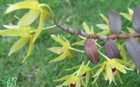 石斛花什么時候采摘？石斛花泡水喝有什么功效
