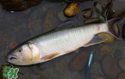 馬口魚是海魚嗎？馬口魚是什么魚