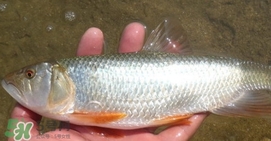 馬口魚(yú)喜歡吃什么？馬口魚(yú)一般生長(zhǎng)在什么地方