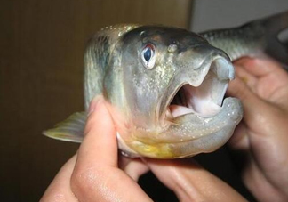 馬口魚怎么釣？馬口魚什么時(shí)候釣最好
