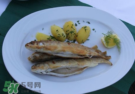 馬口魚(yú)能長(zhǎng)多大？馬口魚(yú)最大能長(zhǎng)多長(zhǎng)？