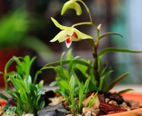 鐵皮石斛怎么養(yǎng)？鐵皮石斛盆栽種植方法
