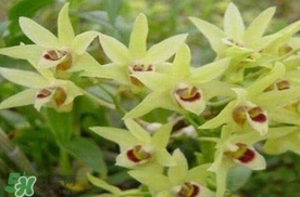 鐵皮石斛花多少錢一斤2017？石斛花多少錢一斤