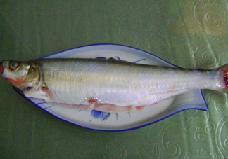 釣翹嘴魚(yú)用什么餌料好？翹嘴魚(yú)什么時(shí)候好釣