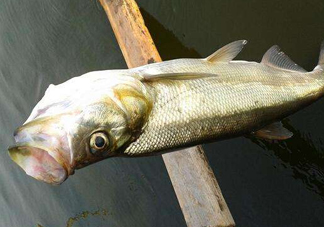 翹嘴魚(yú)是白條嗎？翹嘴魚(yú)和白條的區(qū)別