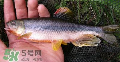 馬口魚多少錢一斤2017？野生馬口魚多少錢一斤？