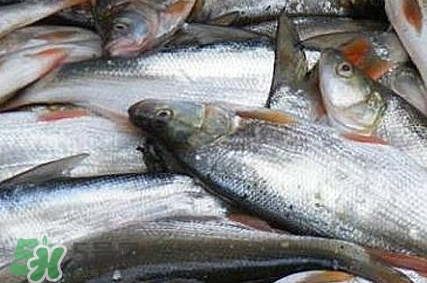 馬口魚怎么釣？馬口魚什么時候釣最好