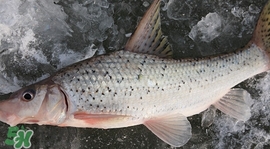 釣翹嘴魚用什么餌料好？翹嘴魚什么時(shí)候好釣