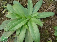 刺兒菜是蒲公英嗎？刺兒菜和蒲公英的區(qū)別