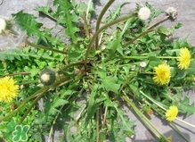 刺兒菜是蒲公英嗎？刺兒菜和蒲公英的區(qū)別