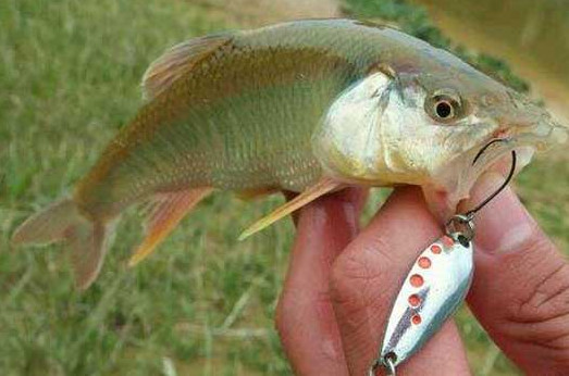 釣馬口魚(yú)用什么餌料？釣馬口魚(yú)用什么打窩？