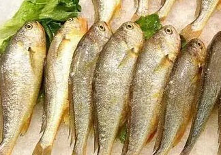 小黃魚(yú)可以養(yǎng)殖嗎？小黃魚(yú)能人工養(yǎng)殖嗎？