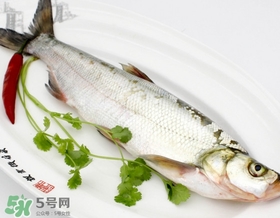 白條魚能長多大？白條魚可以長多大？