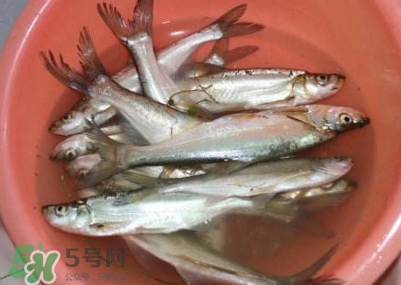 翹殼是什么魚？翹殼魚多少錢一斤2017？