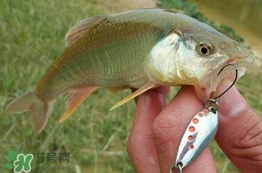 馬口魚怎么吃？馬口魚怎么做好吃？