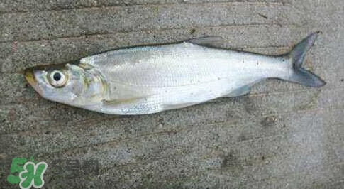 釣翹嘴魚用什么餌料好？翹嘴魚什么時(shí)候好釣