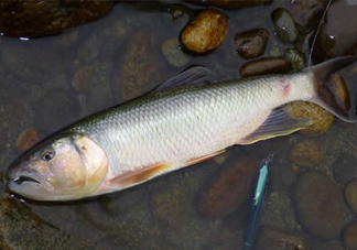 馬口魚多少錢一斤2017？野生馬口魚多少錢一斤？
