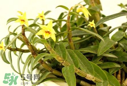 鐵皮石斛花多少錢一斤2017？石斛花多少錢一斤