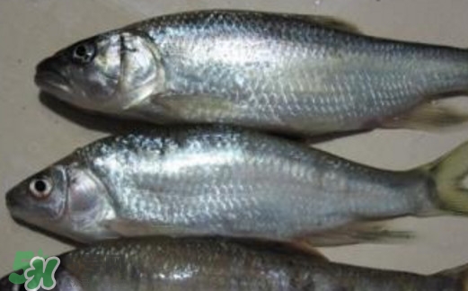 馬口魚(yú)喜歡吃什么？馬口魚(yú)一般生長(zhǎng)在什么地方