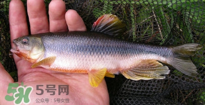 馬口魚(yú)能長(zhǎng)多大？馬口魚(yú)最大能長(zhǎng)多長(zhǎng)？
