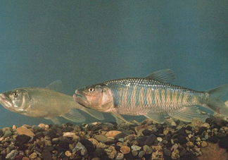 馬口魚是海魚嗎？馬口魚是什么魚