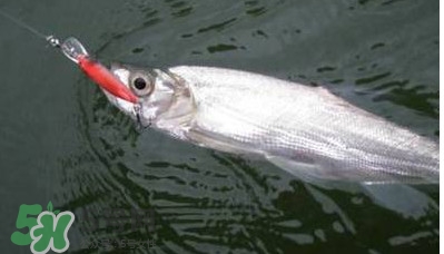 翹嘴魚(yú)多少錢(qián)一斤2017？翹嘴魚(yú)價(jià)格