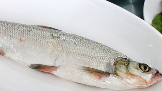 翹嘴魚是白條嗎？翹嘴魚和白條的區(qū)別