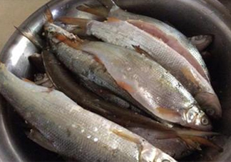 孕婦可以吃白條魚嗎？白條魚孕婦能吃嗎？