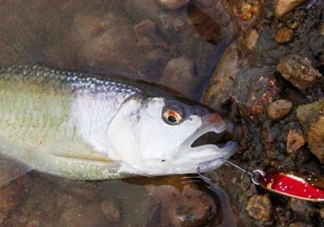 釣馬口魚用什么餌料？釣馬口魚用什么打窩？