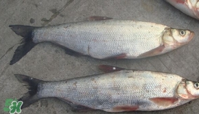 翹嘴魚(yú)是什么魚(yú)？翹嘴魚(yú)是淡水魚(yú)嗎