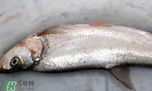 翹嘴魚(yú)是什么魚(yú)？翹嘴魚(yú)是淡水魚(yú)嗎