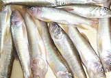馬口魚怎么吃？馬口魚怎么做好吃？