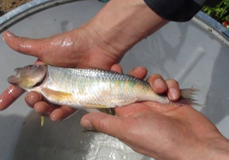 馬口魚喜歡吃什么？馬口魚一般生長(zhǎng)在什么地方