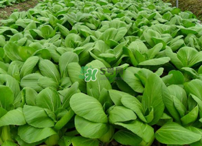 7月份種什么蔬菜？七月份適合種植哪些蔬菜？