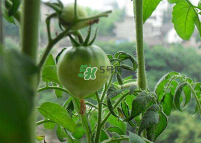 7月份種什么蔬菜？七月份適合種植哪些蔬菜？