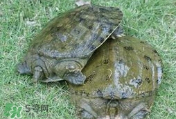 野生甲魚吃什么？野生甲魚幾年可以長(zhǎng)5斤？
