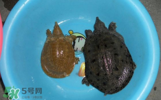 如何區(qū)分野生甲魚？野生甲魚辨識(shí)圖片