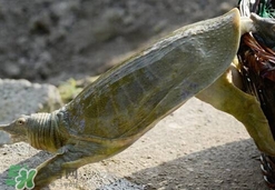 如何區(qū)分野生甲魚？野生甲魚辨識(shí)圖片