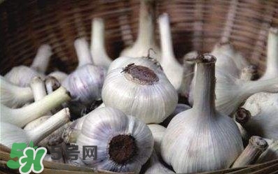 新蒜頭怎么保存不發(fā)芽？新蒜頭怎么存放